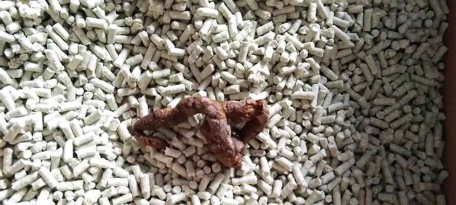 宠物小猫拉屎出血原因及处理方法（关爱宠物健康）