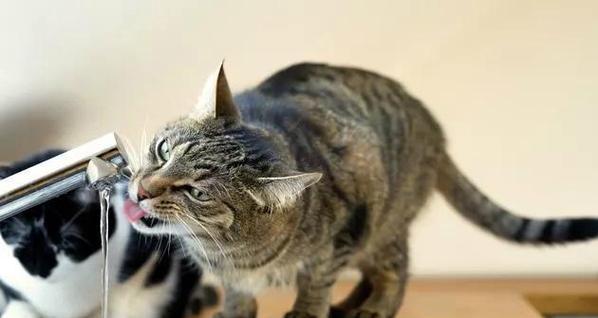 小猫拉稀，该如何应对（禁食）