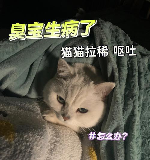 小猫来了新家拉稀，怎么办（宠物拉稀应该注意什么）