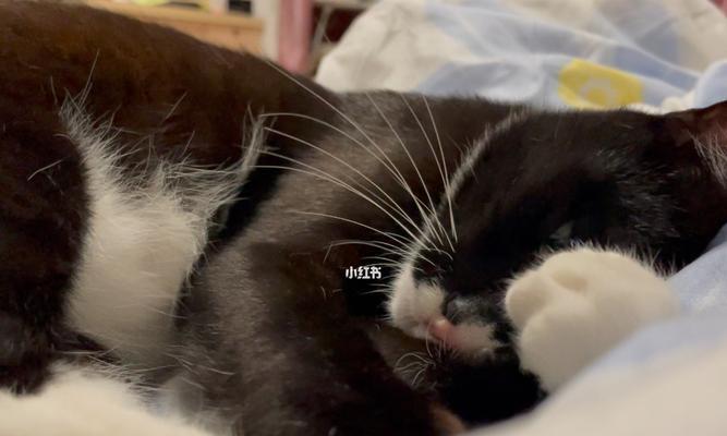 小猫爱往床底下钻，原因是（宠物的习惯和行为）