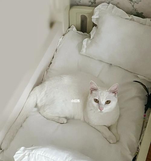 小猫爱往床底下钻，原因是（宠物的习惯和行为）