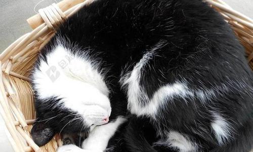 小猫爱往床底下钻，原因是（宠物的习惯和行为）