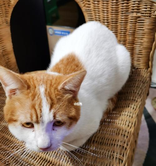 小猫的饮食需求及养护（了解猫咪的吃饭规律与营养需求）