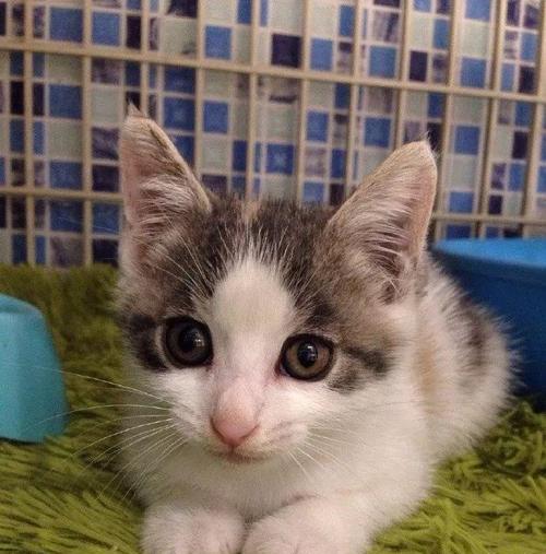 宠物小猫猫能否吃糖（解读小猫猫的饮食习惯与禁忌）