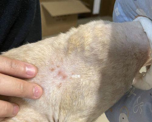 如何治疗小猫猫藓（宠物护理的必备技能）