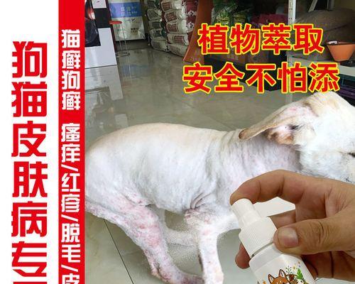 如何治疗小猫猫藓（宠物护理的必备技能）
