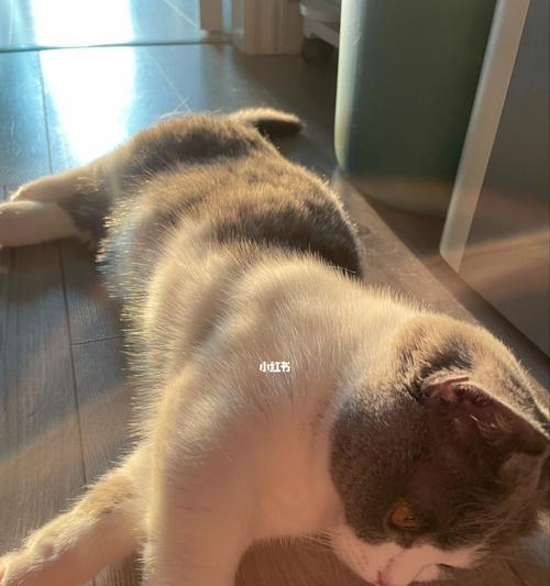 宠物小猫的营养需求之毛发与食物（为什么小猫毛发粗糙）