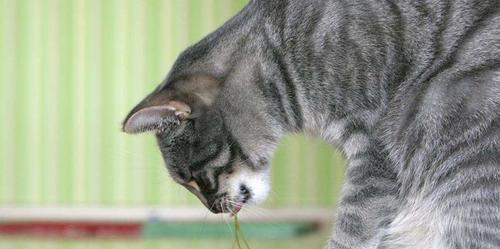 小猫可以吃炒鸡蛋吗（以宠物为主）
