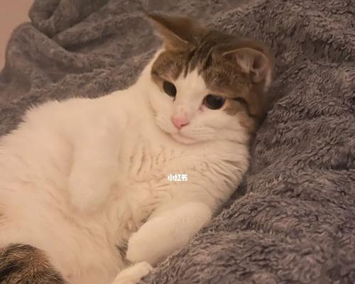 小猫可以吃炒鸡蛋吗（以宠物为主）