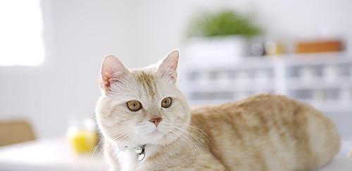 小猫天天洗澡好吗（宠物洗澡的正确方法和频率）