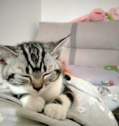 小猫能否自己在家独立生活？