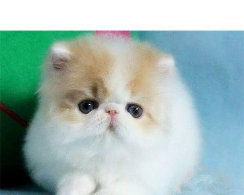 小猫能否自己在家独立生活？