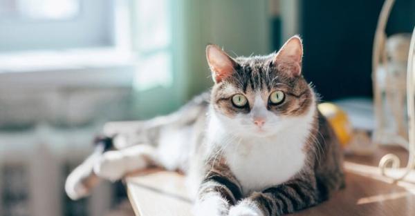 小猫能否自己在家独立生活？