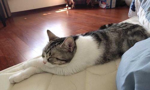 小猫为何趴着睡（探寻宠物趴着睡的奥秘）