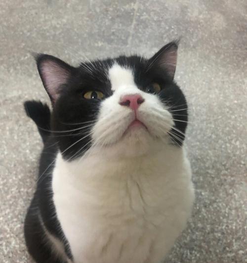 如何应对脾气不好的宠物猫（以小猫为例）