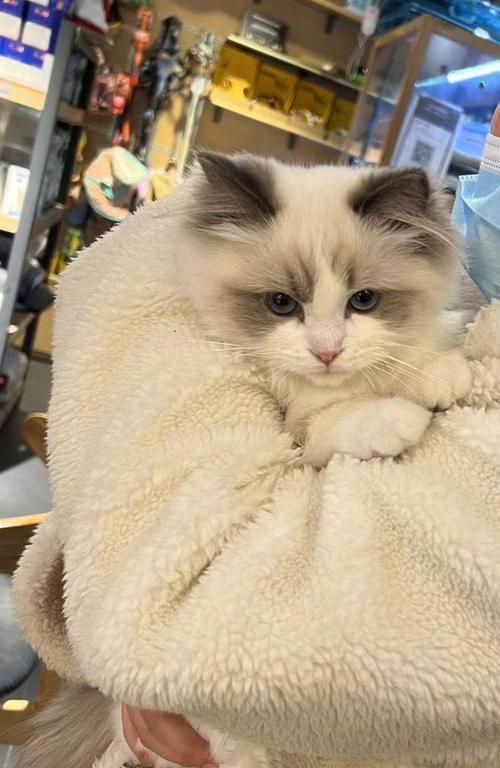 如何应对脾气不好的宠物猫（以小猫为例）