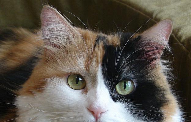 探究小猫的颜色（从宠物角度分析小猫的毛色特征）