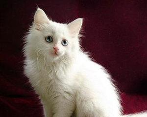 探究小猫的颜色（从宠物角度分析小猫的毛色特征）