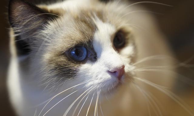探究小猫的颜色（从宠物角度分析小猫的毛色特征）