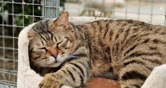 如何短期内关笼内养小猫（以宠物为主）