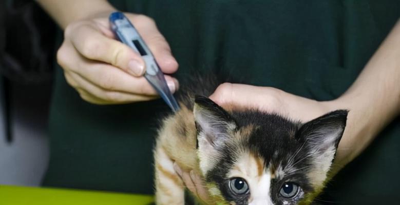 小猫呛到了该怎么办（宠物呛到异物的应急处理方法）