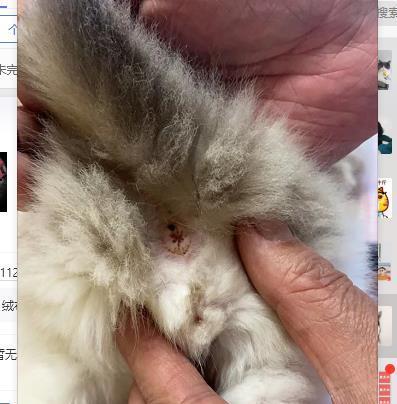 如何通过小猫判断公猫和母猫（宠物主人必知的小技巧）