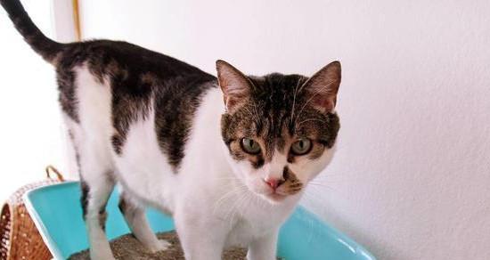 小猫上火了怎么办（以宠物为主）