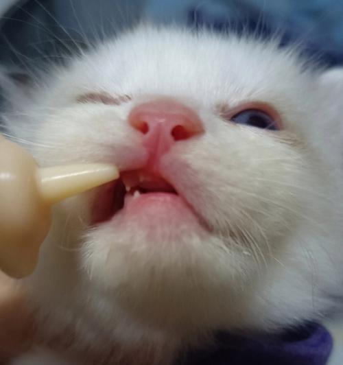 小猫出牙时间表与注意事项（宠物猫成长中的重要一步）