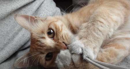 小猫快乐时刻（宠物的幸福源泉）