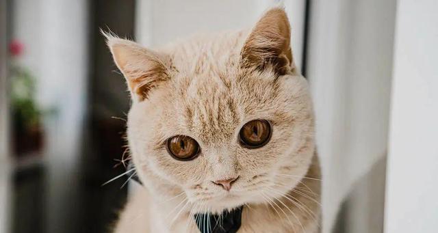 小猫快乐时刻（宠物的幸福源泉）