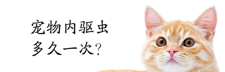 如何科学驱虫，保护宠物健康（以小猫为例）