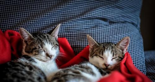 小猫的睡眠习惯（探究宠物猫什么时候睡觉及其影响因素）