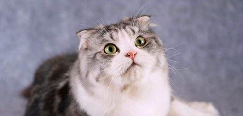 挑选宠物猫最佳毛色指南（如何选择最适合你的小猫）