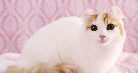 挑选宠物猫最佳毛色指南（如何选择最适合你的小猫）