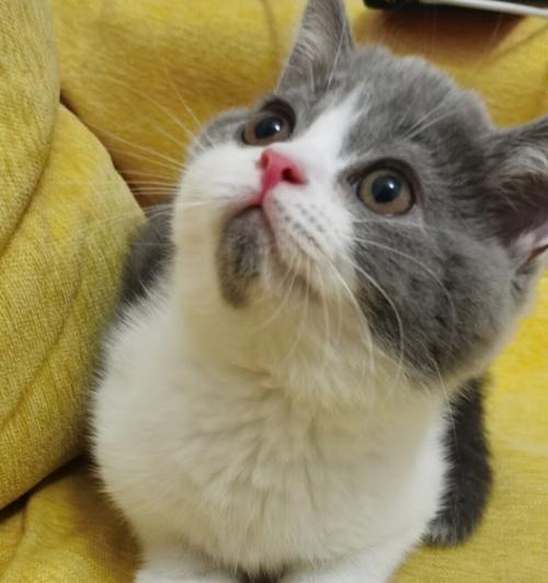 小猫能否看得见（探究小猫的视力及相关问题）