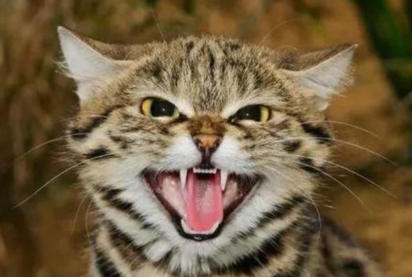 小猫能否看得见（探究小猫的视力及相关问题）