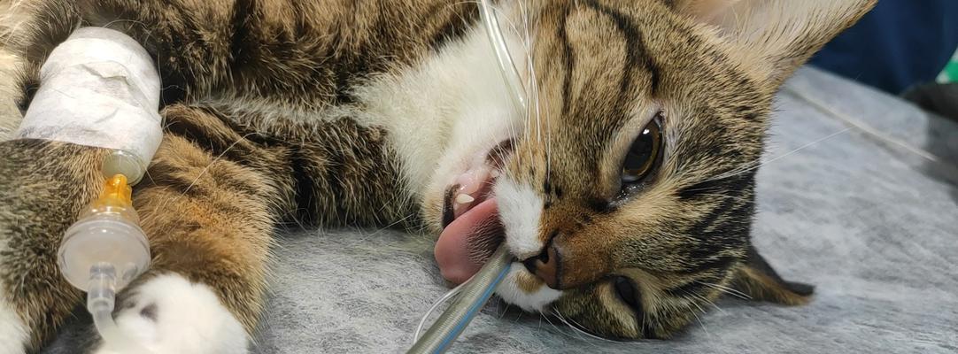 小猫结扎时间详解（宠物饲主必读）
