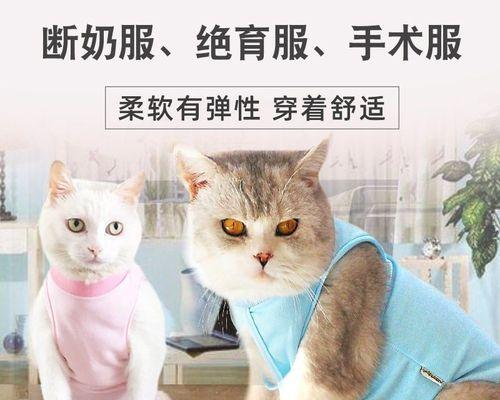 小猫结扎时间详解（宠物饲主必读）