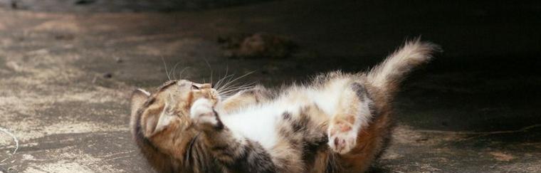 小猫如何避免在地下睡觉感到寒冷（以宠物为主）