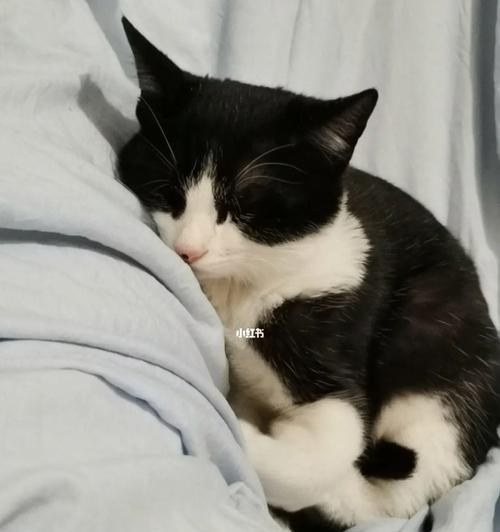 小猫睡觉的最佳场所（探索宠物睡眠的秘密）