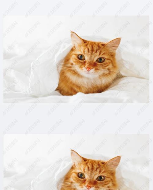 小猫睡觉的最佳场所（探索宠物睡眠的秘密）