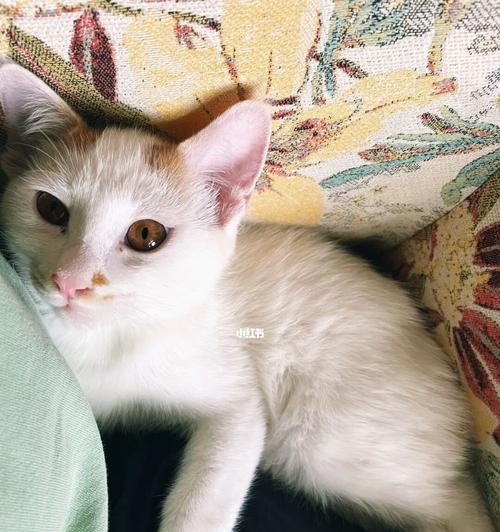 小猫太黏人怎么办（宠物过度依赖的解决方法）