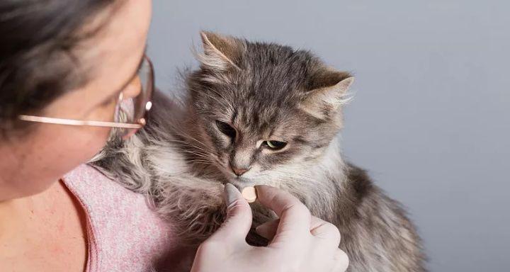 如何保护宠物健康？——以小猫体外驱虫为例