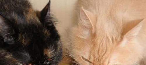 小猫挑食不吃猫粮的原因分析（探究小猫偏好人类食物的心理和生理原因）