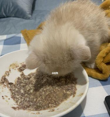 小猫挑食不吃猫粮的原因分析（探究小猫偏好人类食物的心理和生理原因）