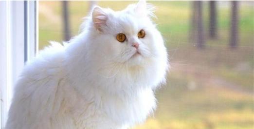 宠物小猫的饮食需求探究（以小猫可以吃热的吗为例）
