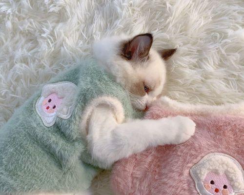 小猫脱毛，如何处理（掌握小猫脱毛的原因和解决方法）