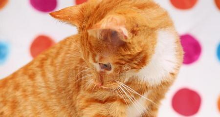 小猫拉完屁股有血，该怎么办（宠物猫便便异常情况分析）