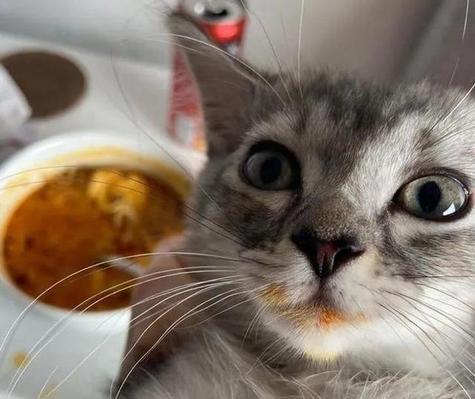 小猫晚上留食物的原因与应对方法（宠物养护之小猫的作息时间与饮食管理）