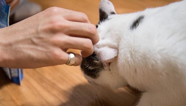 小猫为什么不让摸（了解宠物行为）